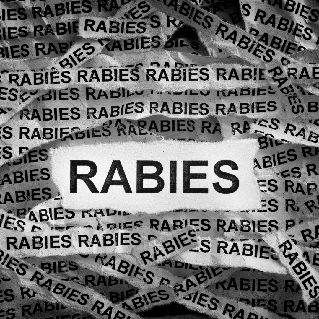 Rabies